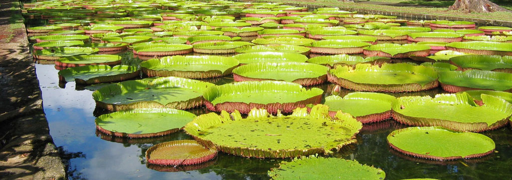 Pamplemousses Botanical Garden in Mauritius