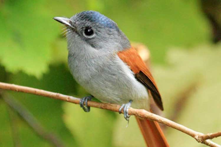 CASELA & YEMEN - BIRD & ADVENTURE NATURE PARK IN MAURITIUS CASELA & YEMEN - BIRD & ADVENTURE NATURE PARK IN MAURITIUS
