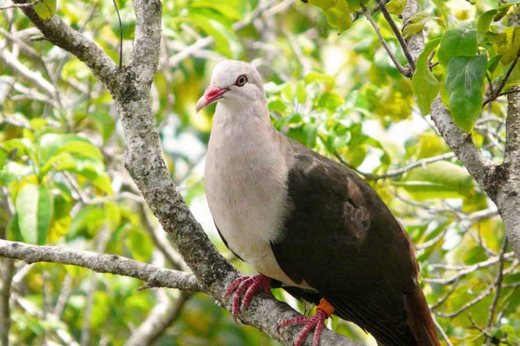 CASELA & YEMEN - BIRD & ADVENTURE NATURE PARK IN MAURITIUS