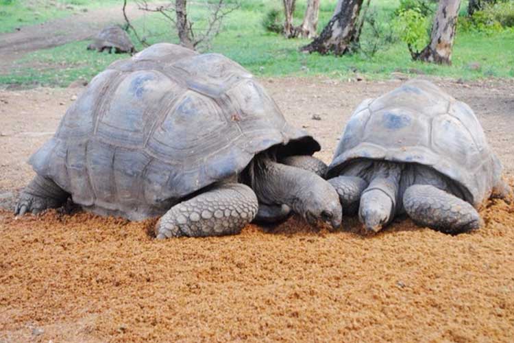 CASELA & YEMEN - BIRD & ADVENTURE NATURE PARK IN MAURITIUS CASELA & YEMEN - BIRD & ADVENTURE NATURE PARK IN MAURITIUS