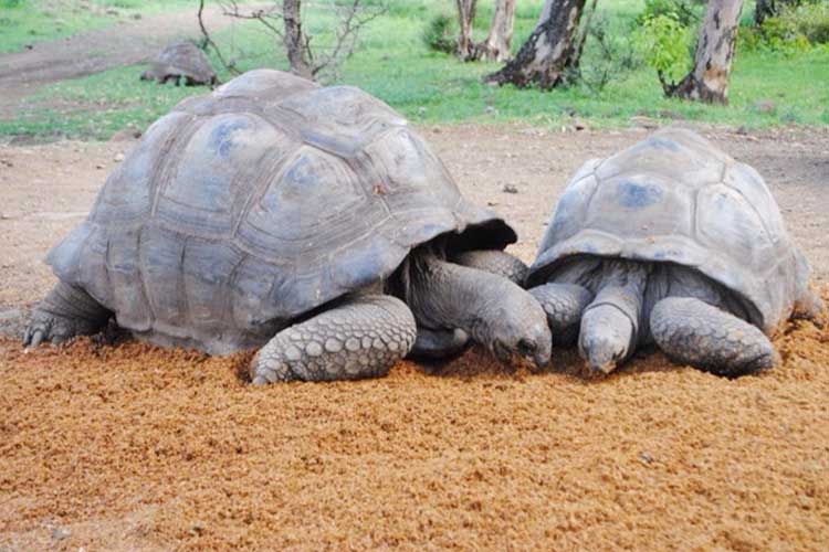 CASELA & YEMEN - BIRD & ADVENTURE NATURE PARK IN MAURITIUS