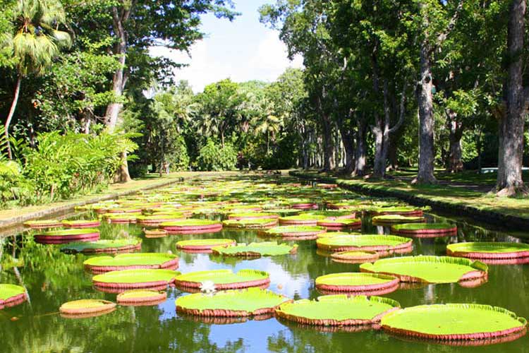 Pamplemousses Botanical Garden in Mauritius