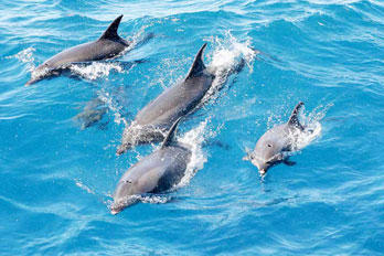 Swim With Dolphins In The West Coast On Speed Boat in Mauritius